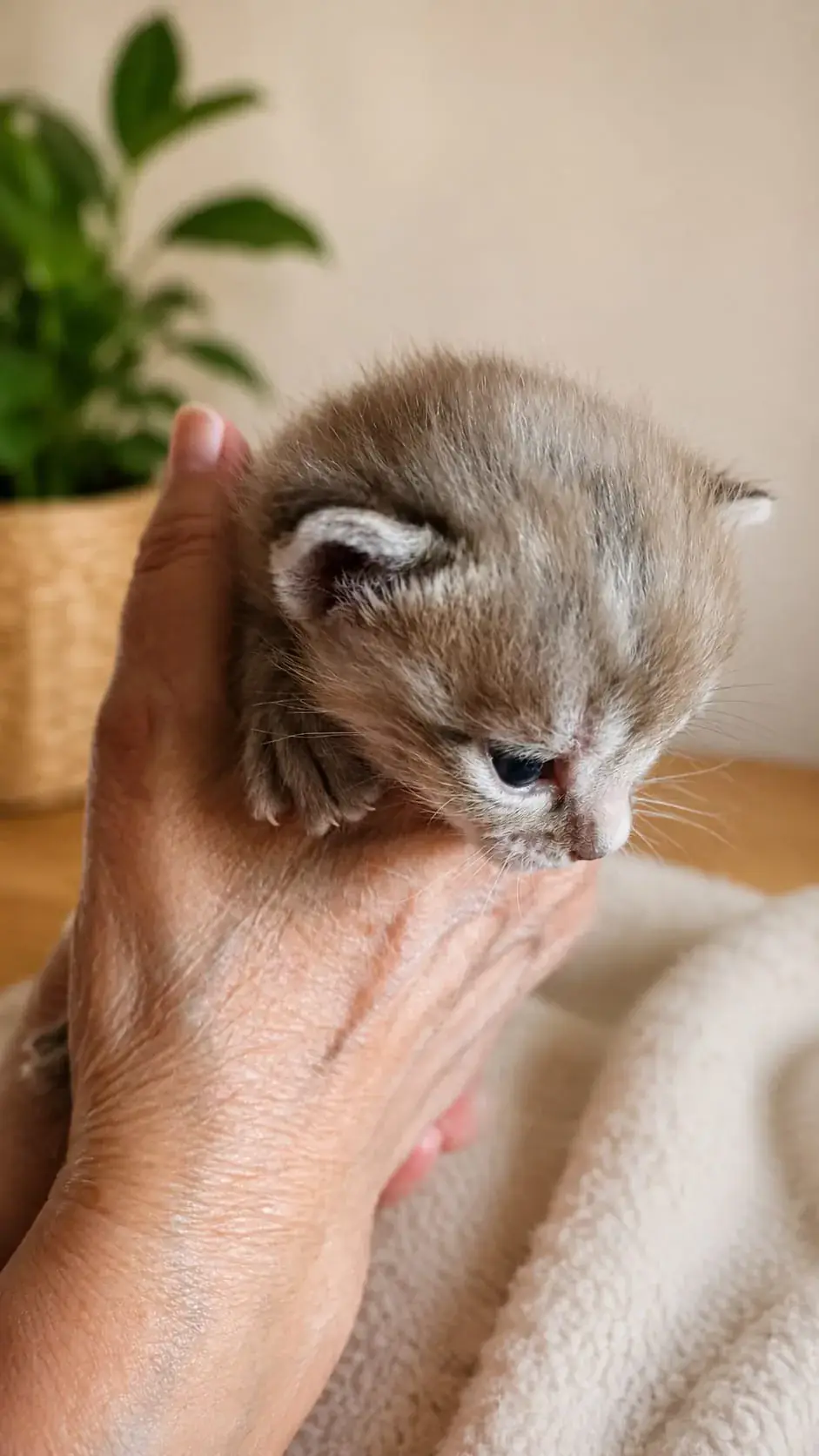 Wenige Wochen altes Bengalkitten liegt in einer Menschenhand