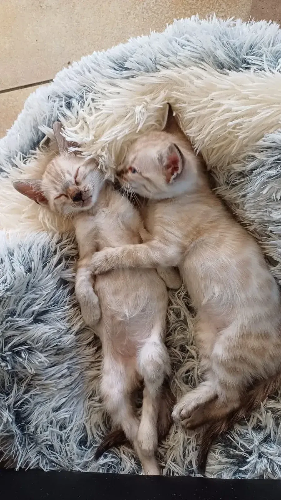 Zwei neugeborene Bengalkitten schlafen eng aneinandergeschmiegt