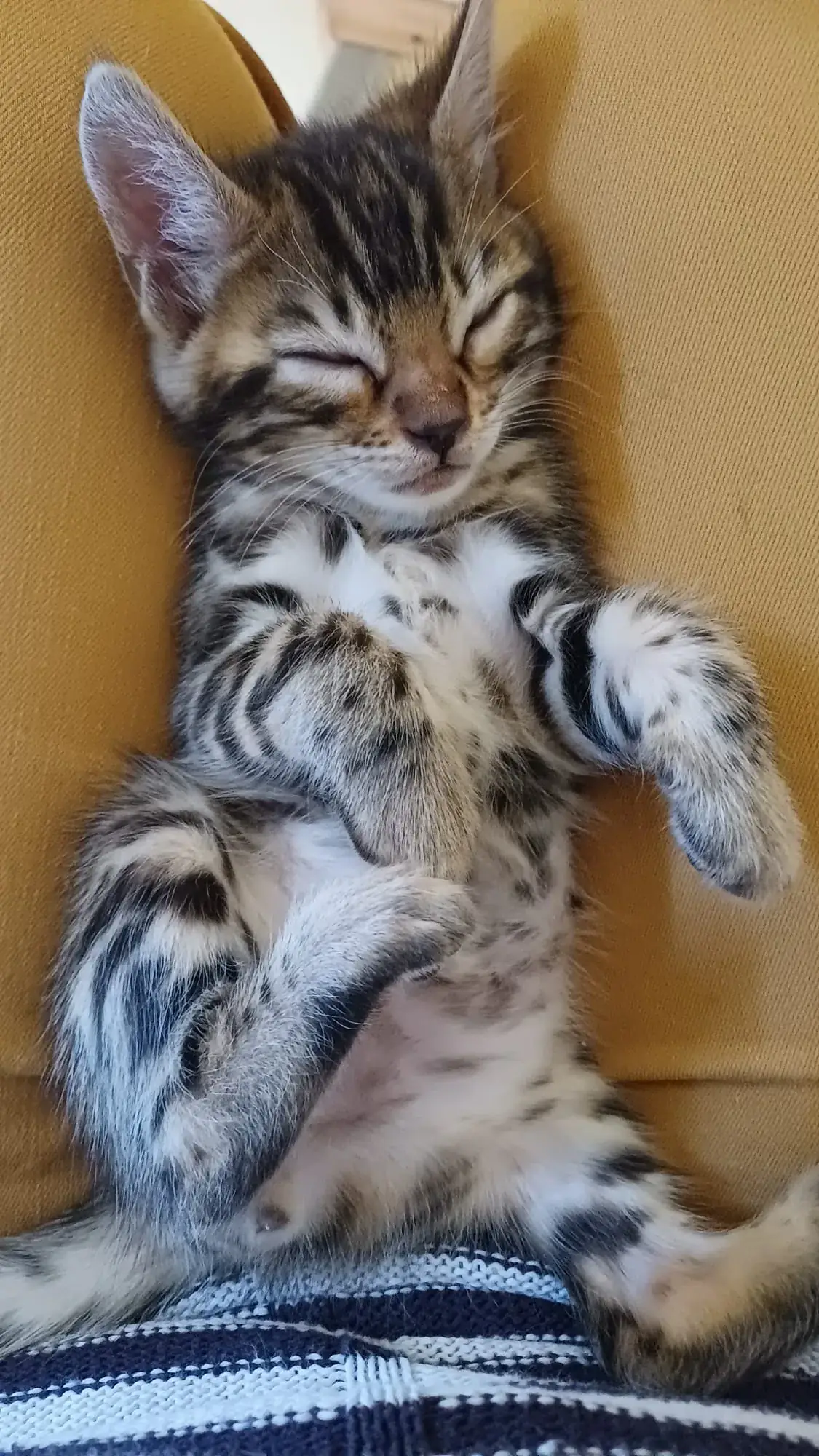 Bengalkitten schläft ausgestreckt auf dem Schoß seiner Züchterin
