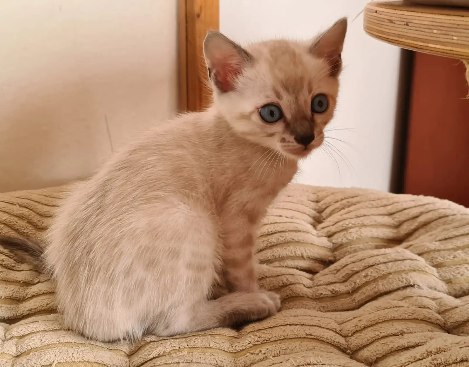 Snow-Bengal-Kitten liegt entspannt auf einer Decke im Wohnbereich