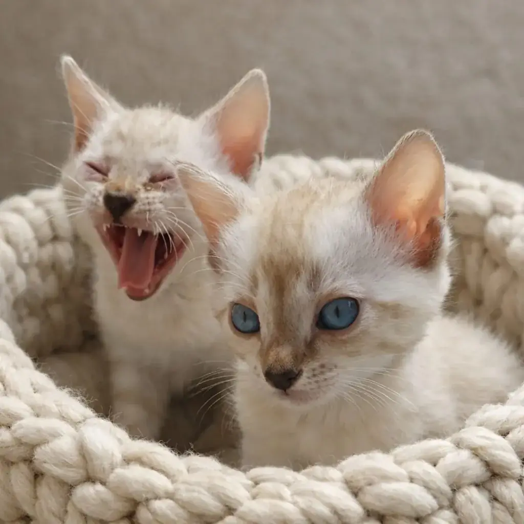 Zwei Snow-Bengalkitten in einem Strickkörbchen, eines gähnt herzhaft