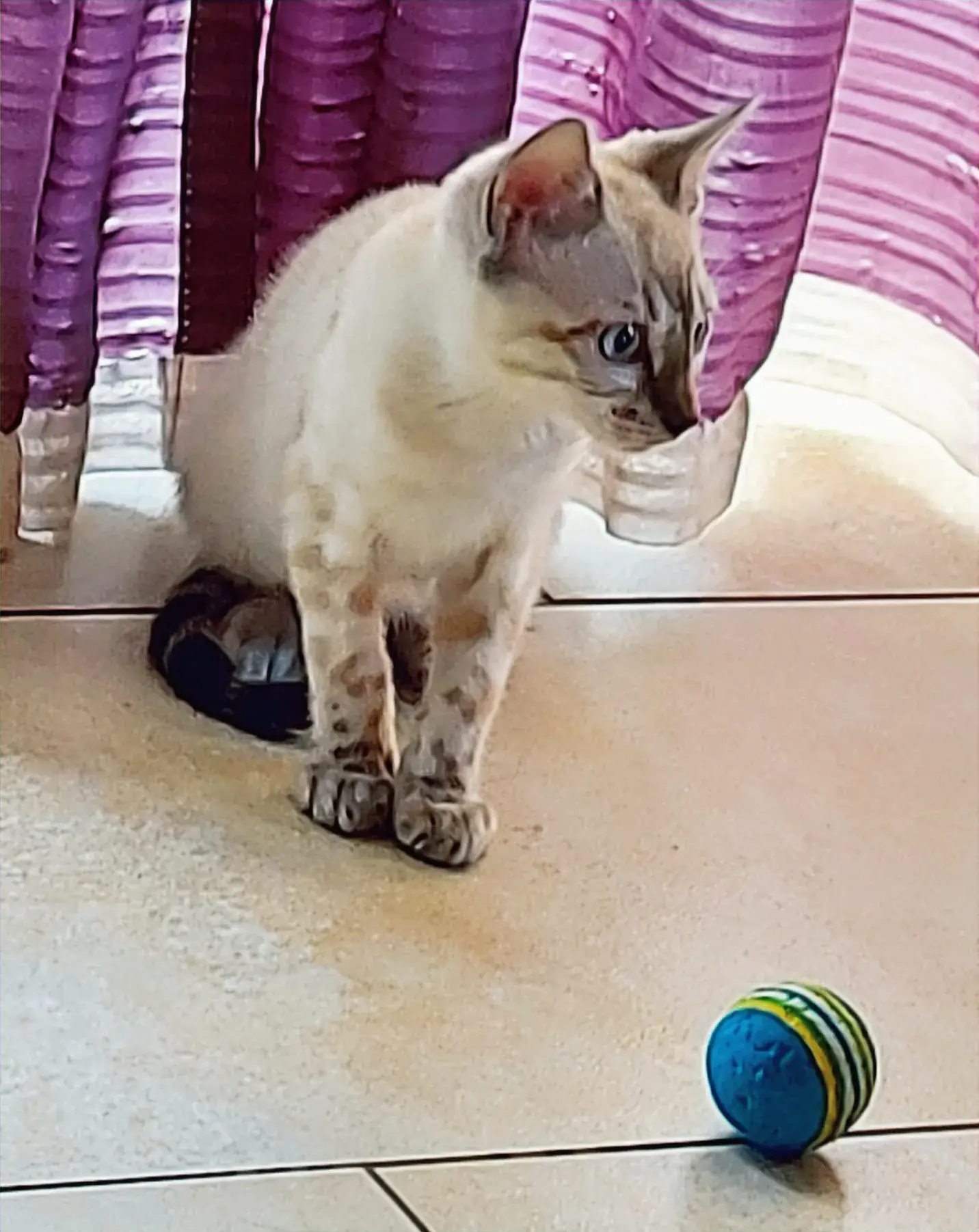 Snow-Bengalkitten spielt mit einem Spielball