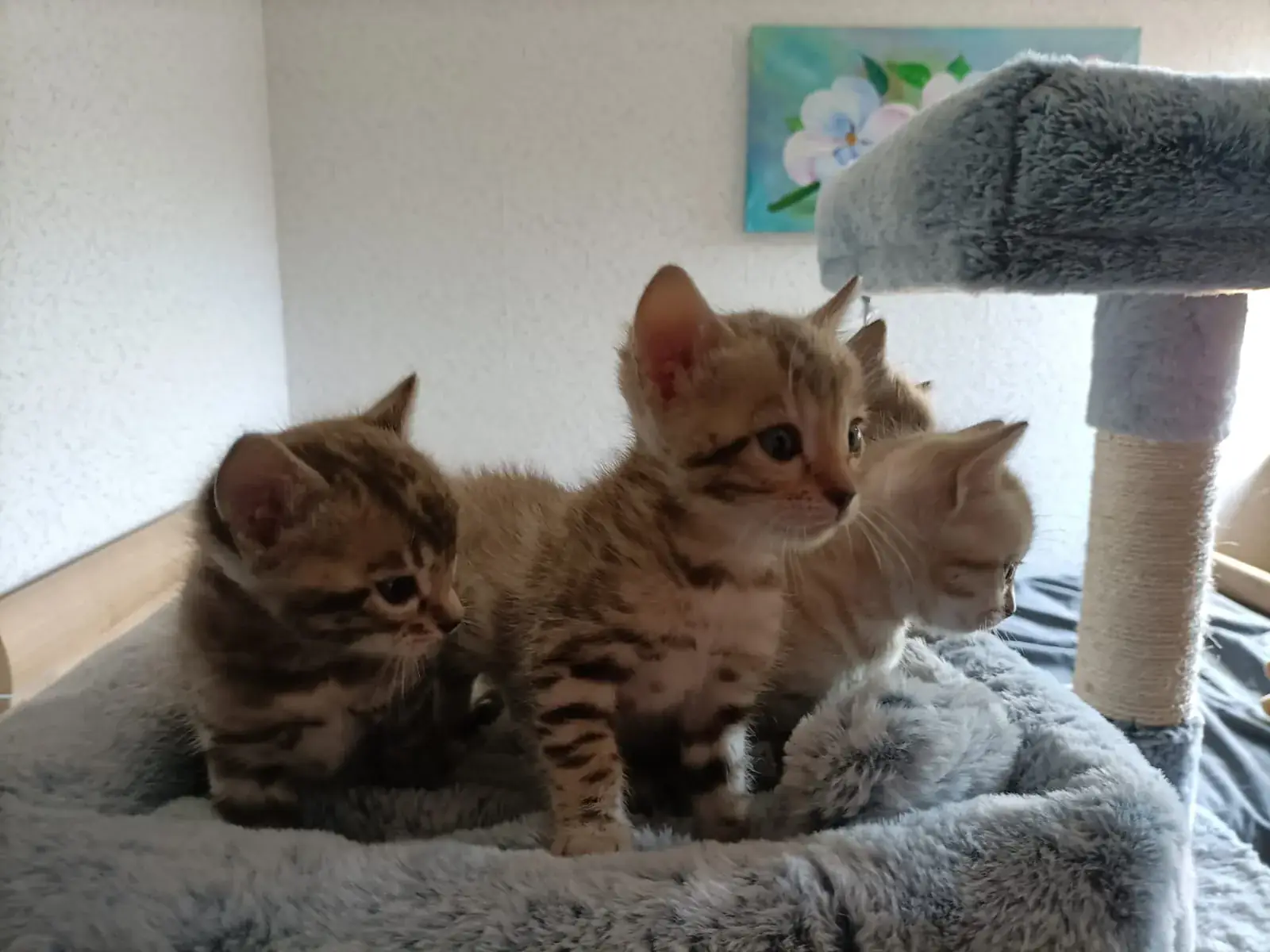 Drei Bengalkitten sitzen gemeinsam auf einem Kratzbaum