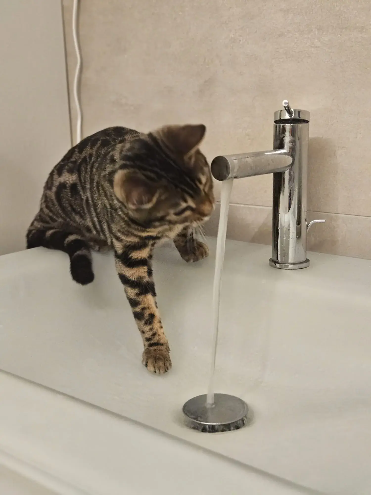Bengalkatze spielt mit dem Wasserstrahl am Waschbecken