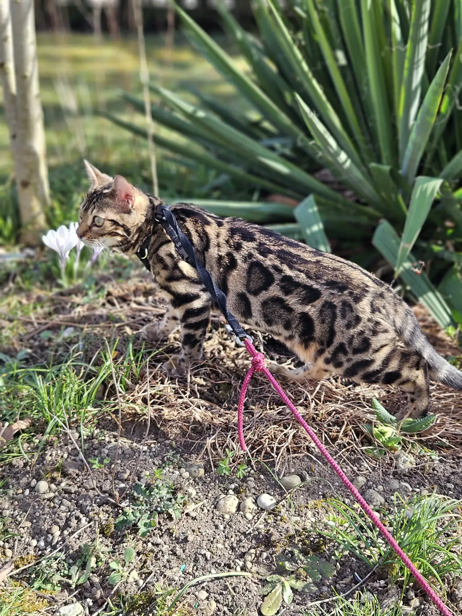 Bengalkatze an der Leine im Freien