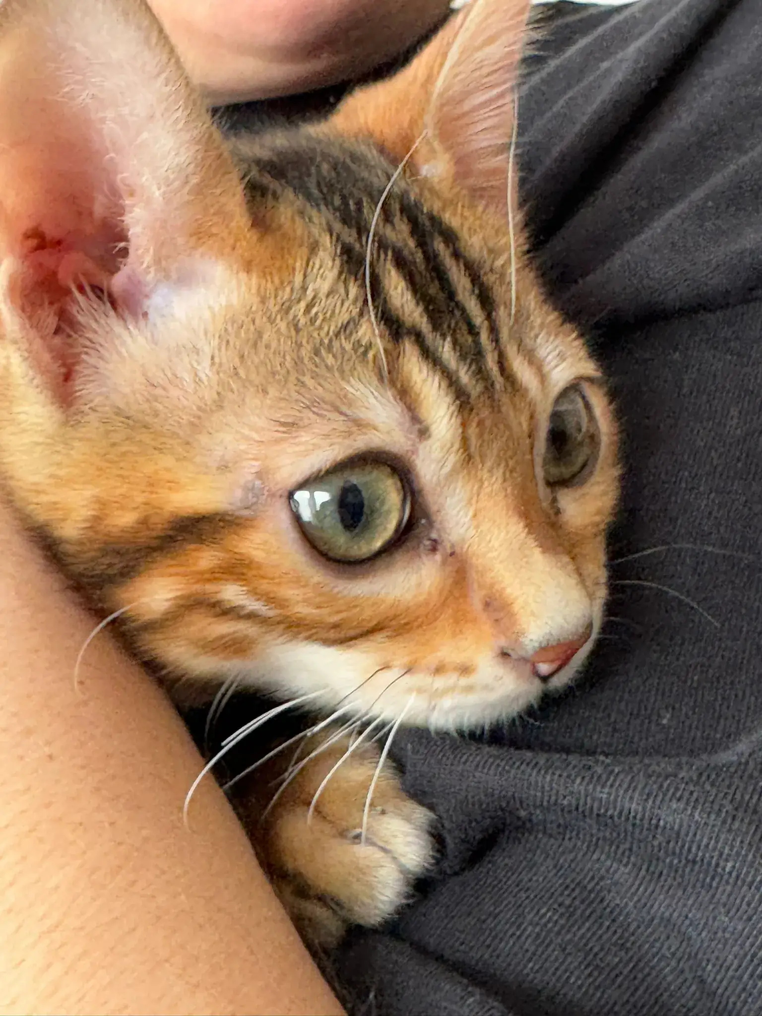 Bengalkatze schmiegt sich an die Schulter ihrer Züchterin