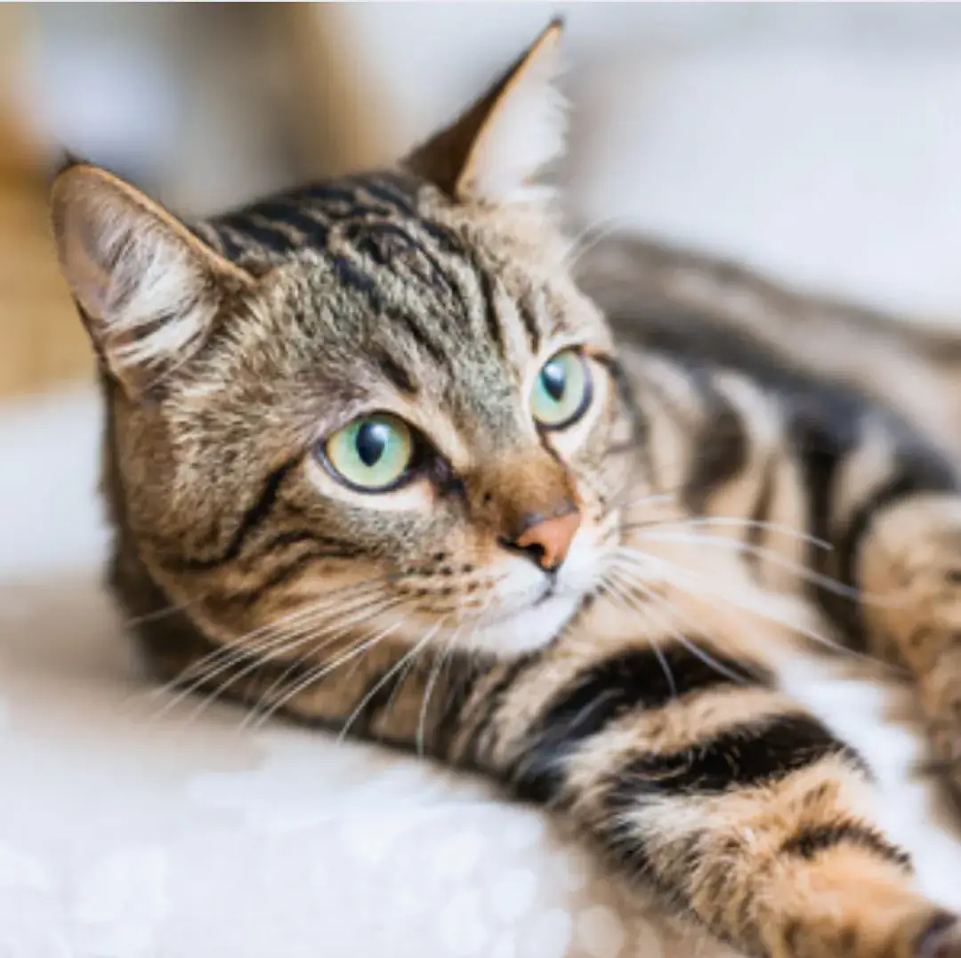 Nahaufnahme des Gesichts einer Bengalkatze mit großen grünen Augen