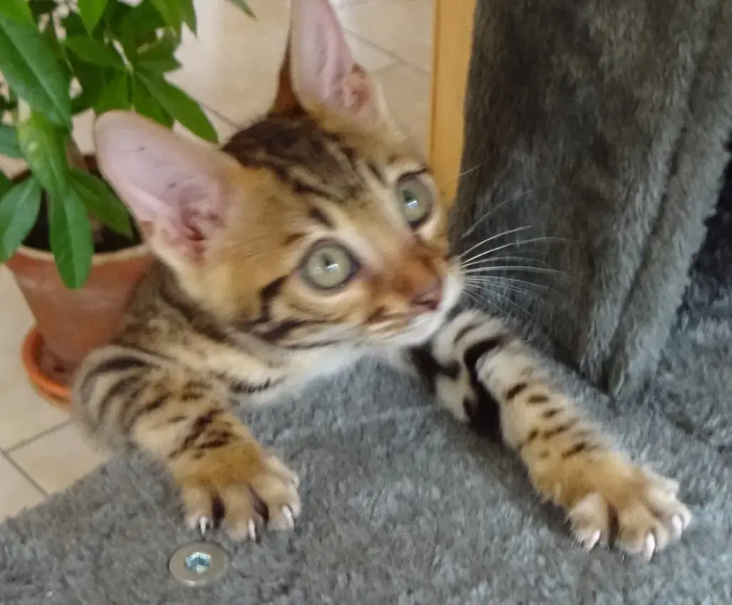 Nahaufnahme einer braunen Bengalkatze mit kontrastreicher Fellzeichnung