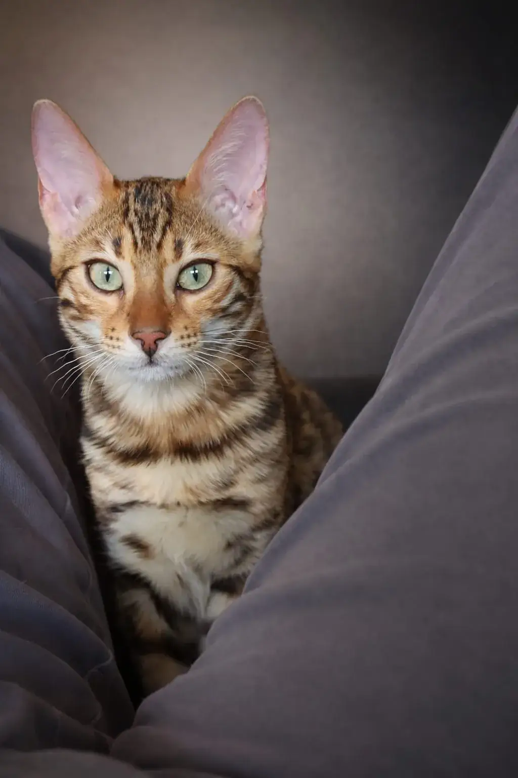 Sitzende Brown-Bengalkatze im Studioportrait