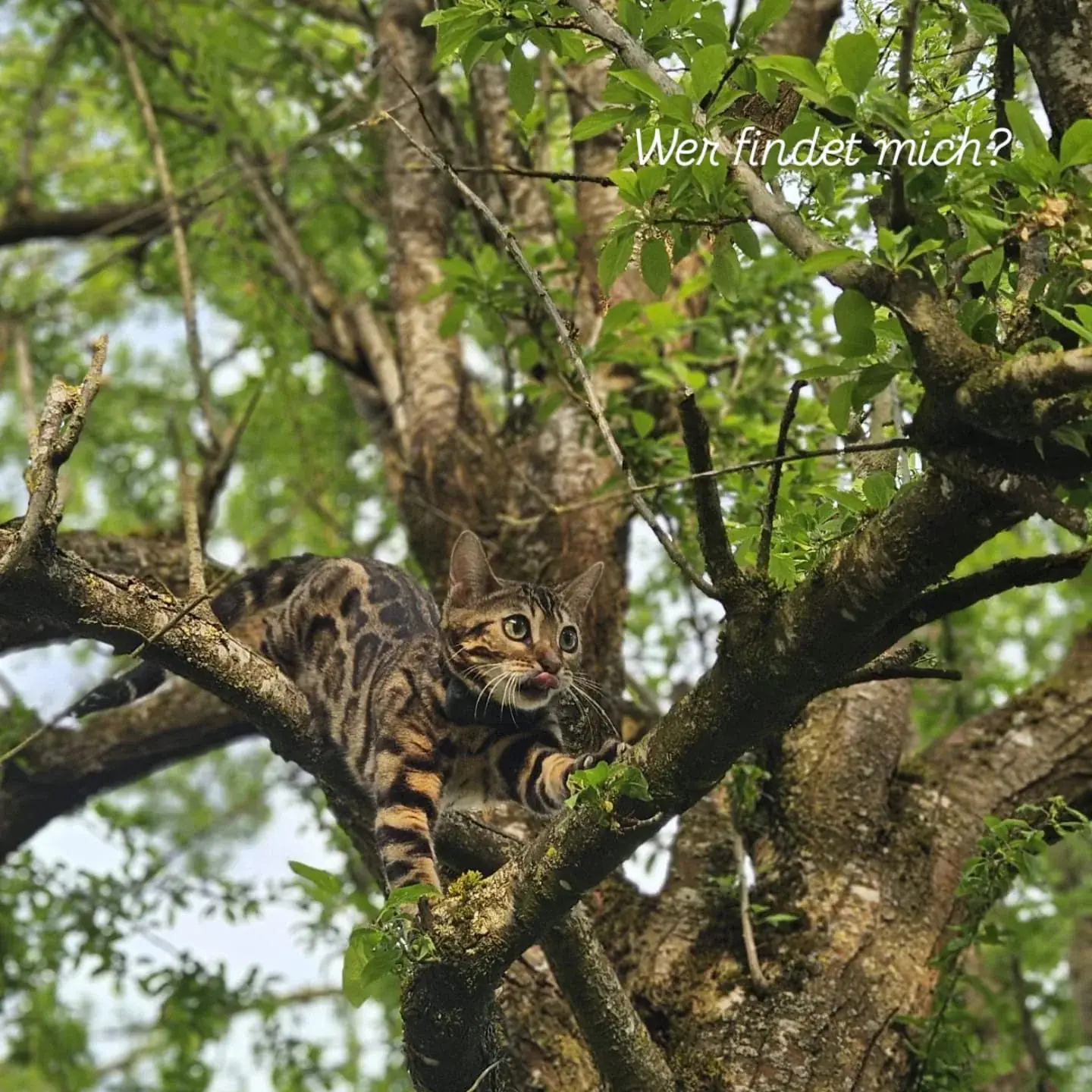 Bengalkatze sitzt hoch oben in einem Obstbaum