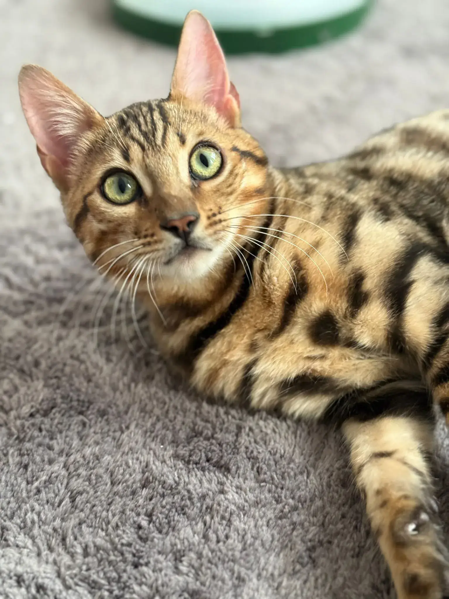 Bengalkatze liegt entspannt auf einem hellen Teppich