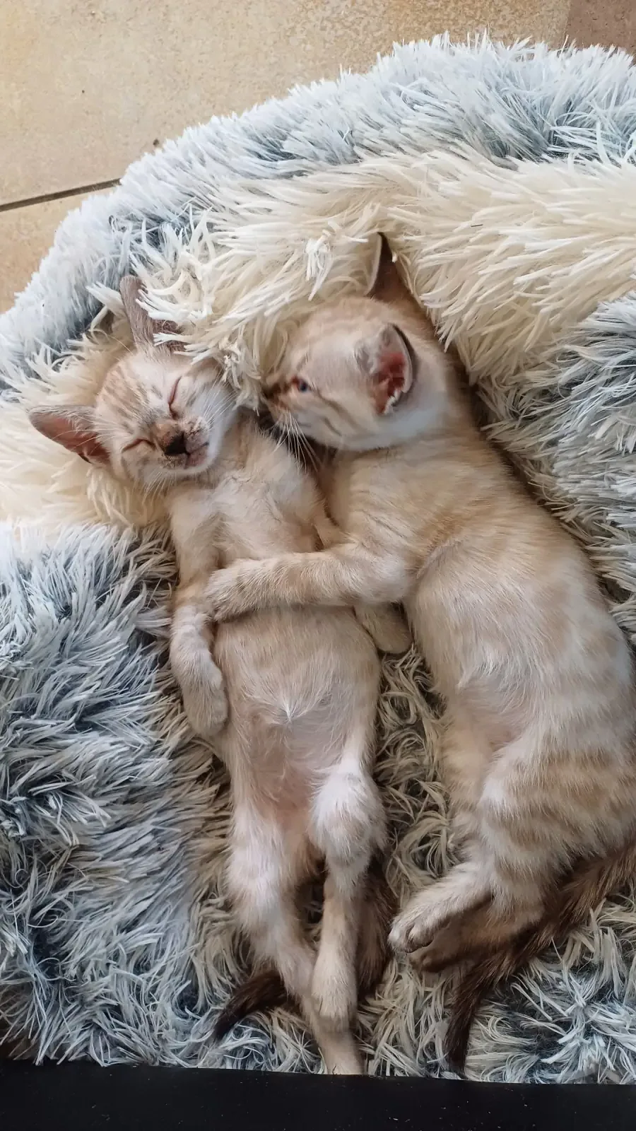 Bengalkätzin liegt mit ihren neugeborenen Kitten im Wurfbereich