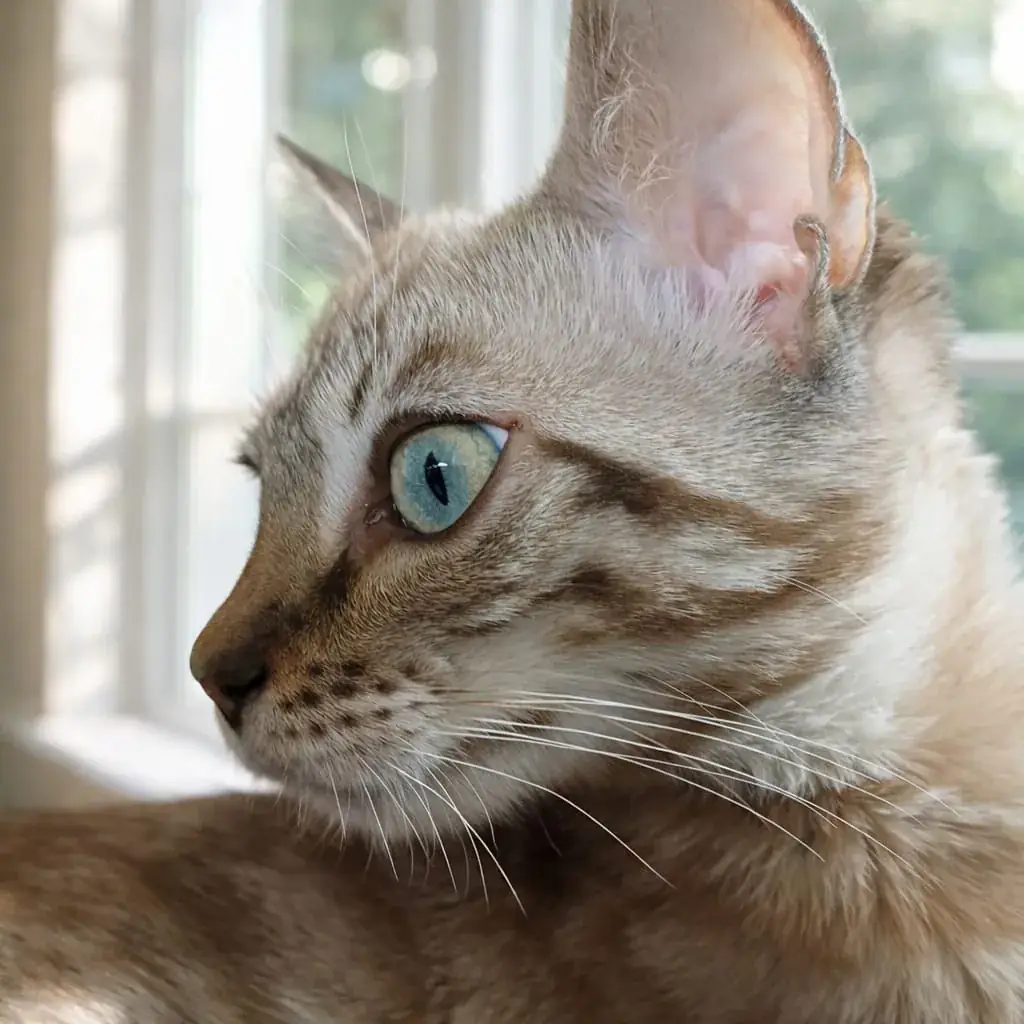 Nahaufnahme von Auge und Fellzeichnung einer Bengalkatze