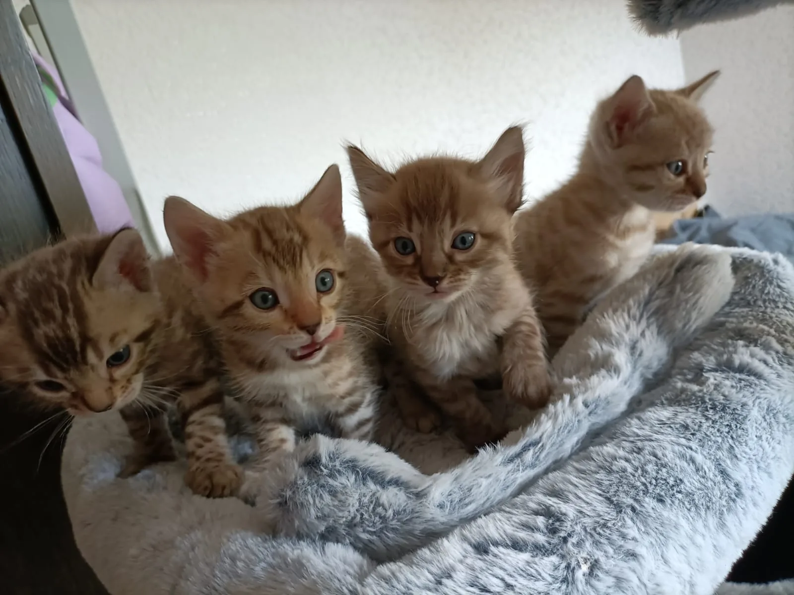 Vier Snow-Bengalkitten aus dem aktuellen Wurf von Tame-Gepards sitzen in ihrem Kuschelnest