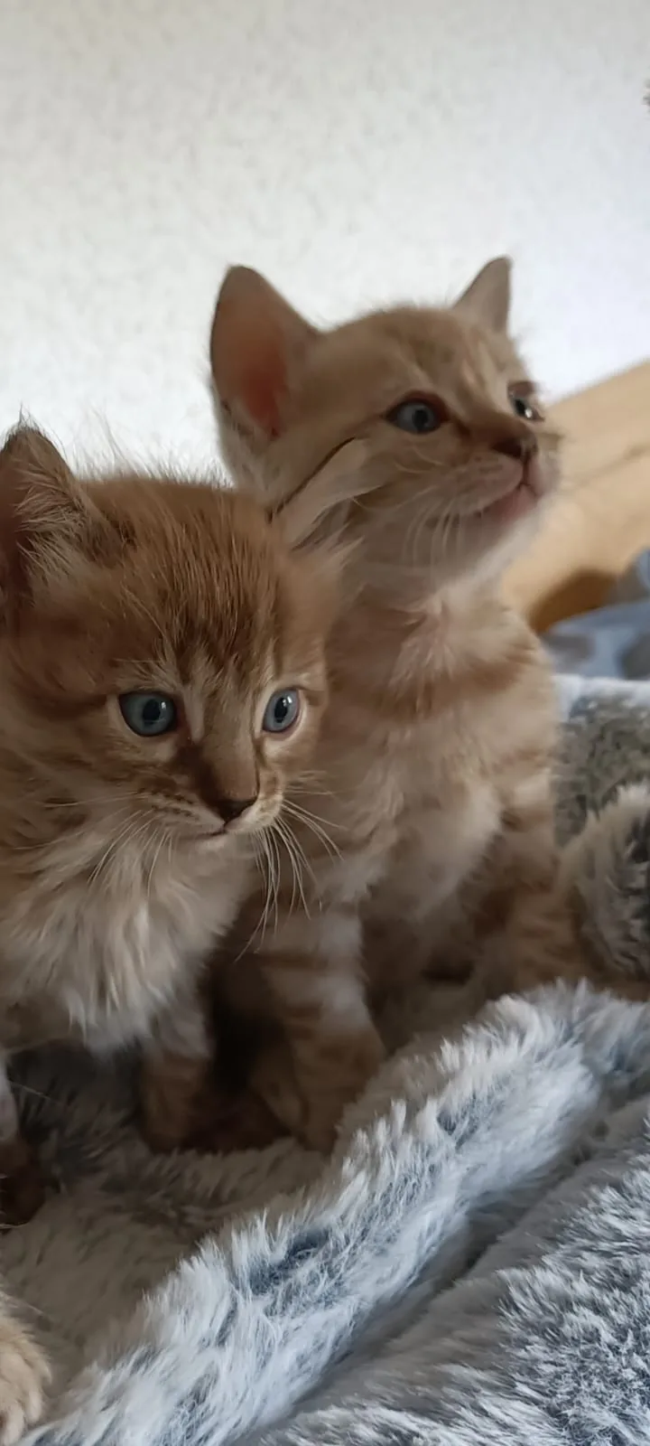 Zwei Bengal-Kitten sitzen dicht beieinander auf einer Kuscheldecke