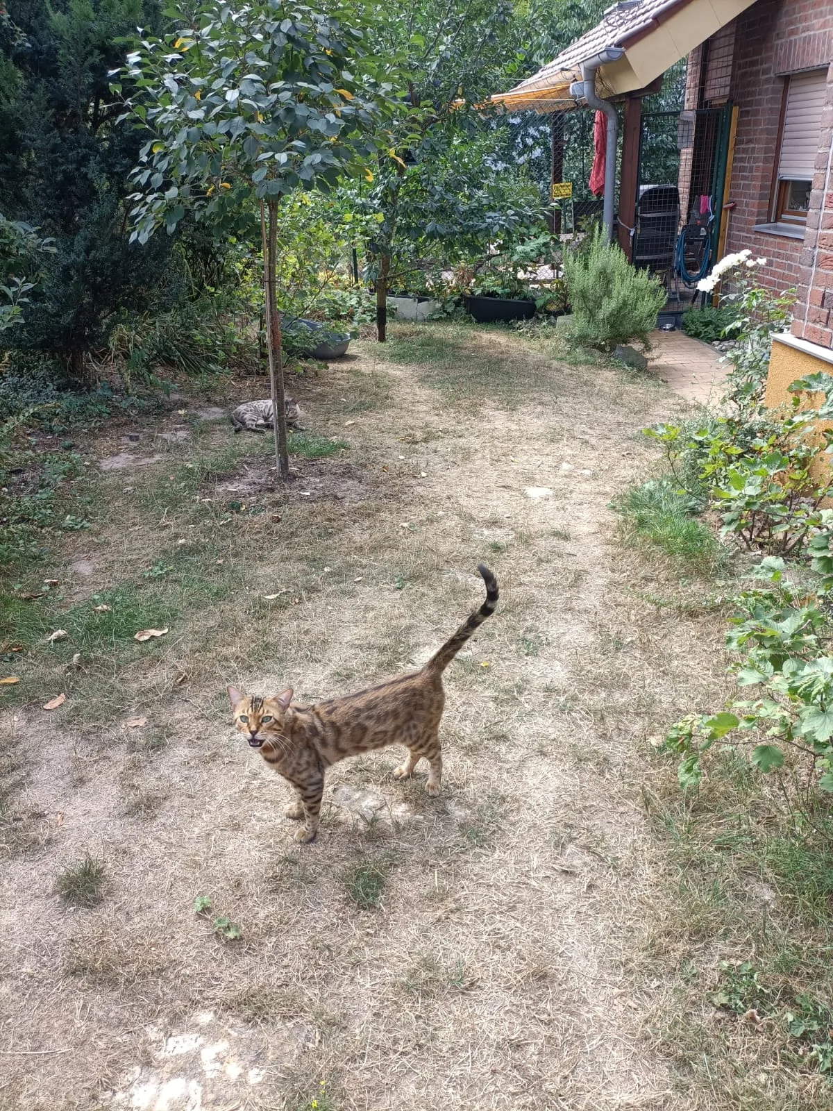 Brown Bengalkatze mit erhobenem Schwanz im gesicherten Garten der Zuchtstätte