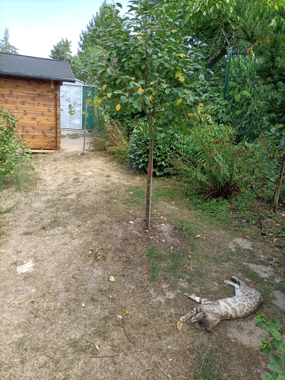 Snow Bengalkatze wälzt sich entspannt auf der Wiese im gesicherten Garten